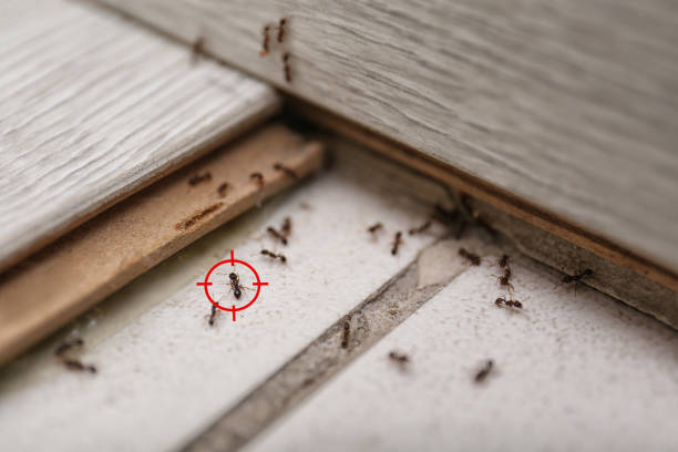 Best Termite Control Services  in Oneida, TN